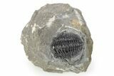 Curled Gerastos Trilobite Fossil - Morocco #277658-3
